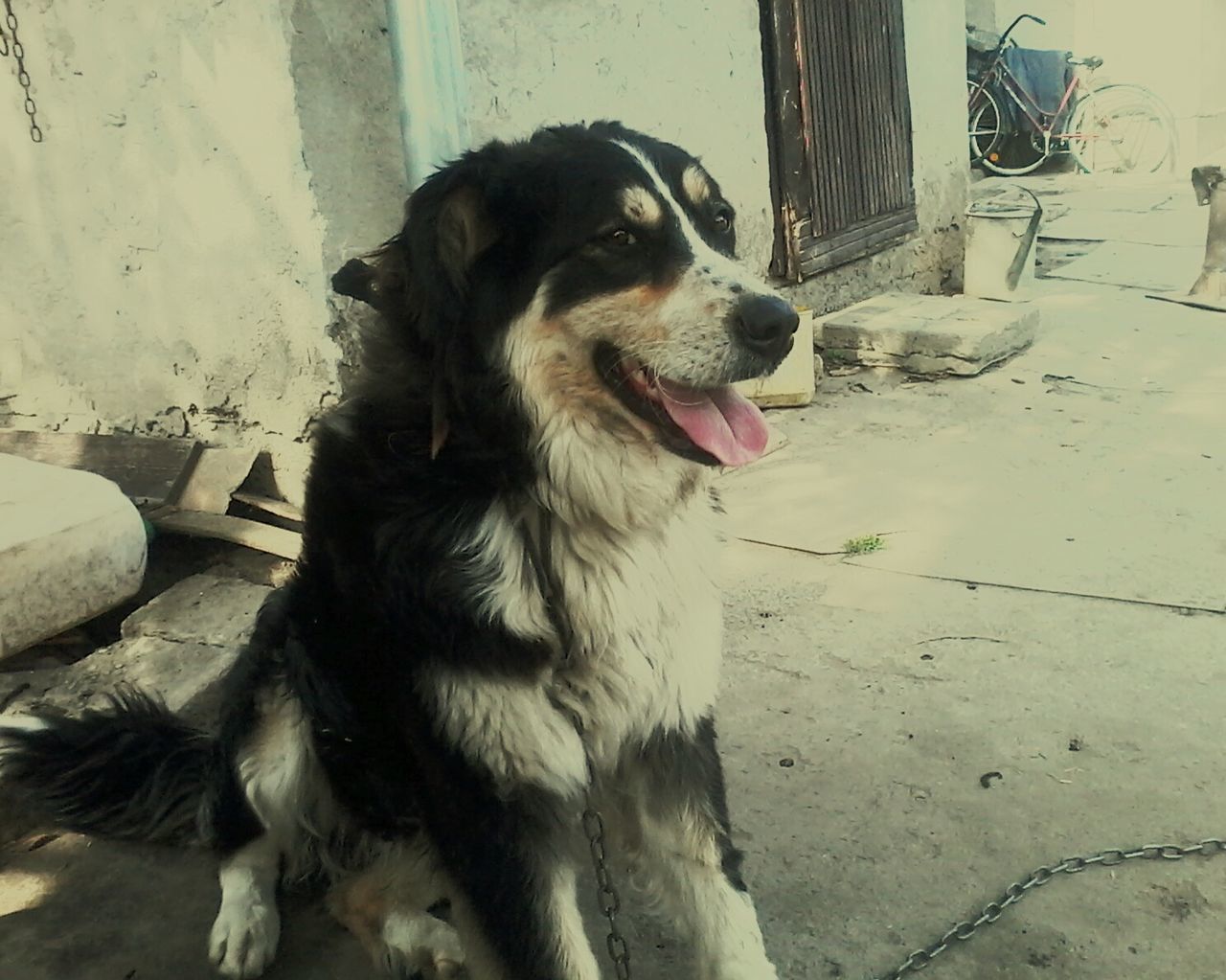 CLOSE-UP OF DOG ON STREET