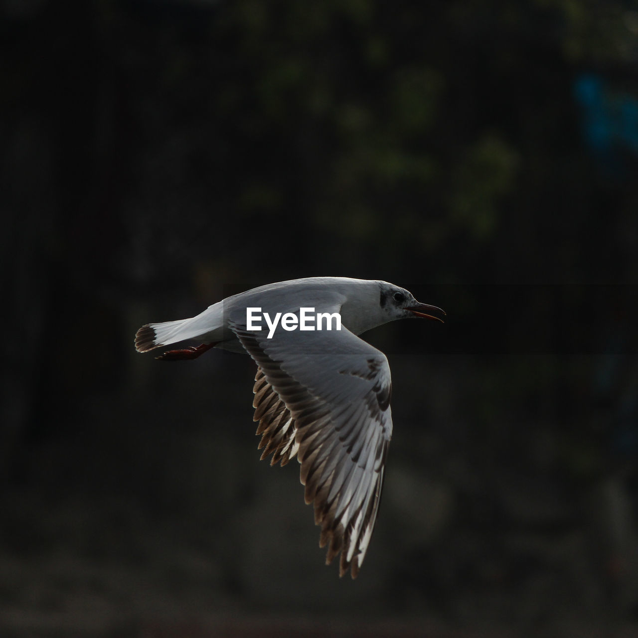 Close-up of seagull flying