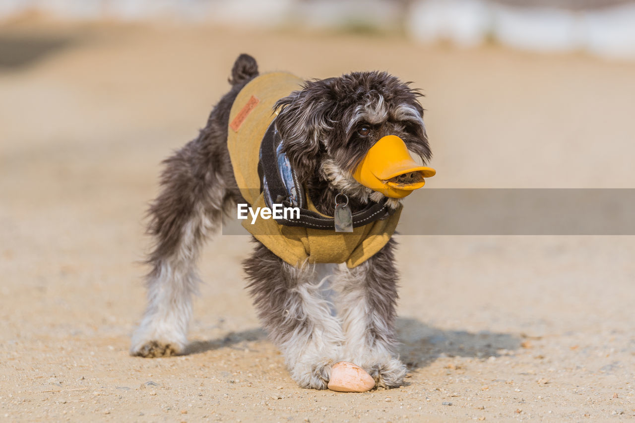 CLOSE-UP OF DOG AT BEACH