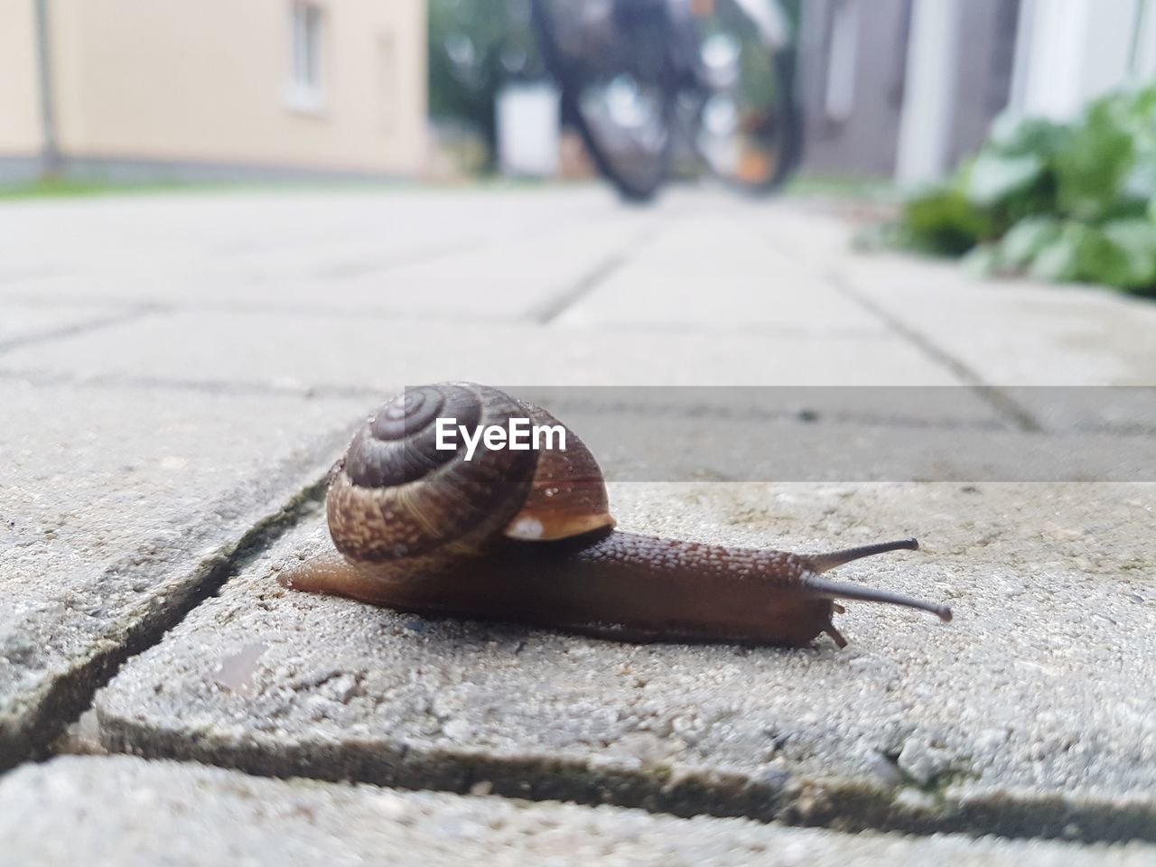 Close-up of snail on street