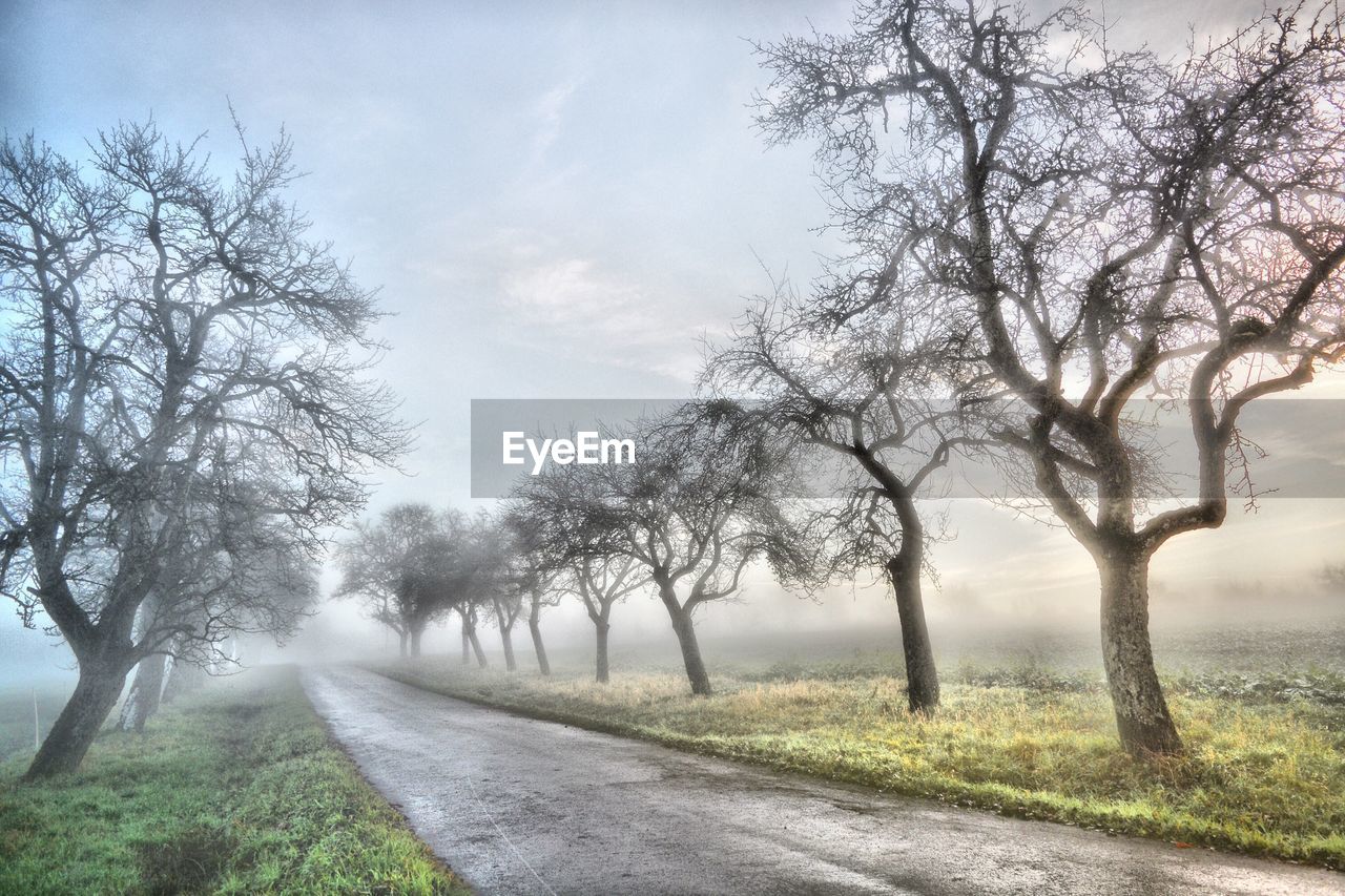 Road amidst bare trees