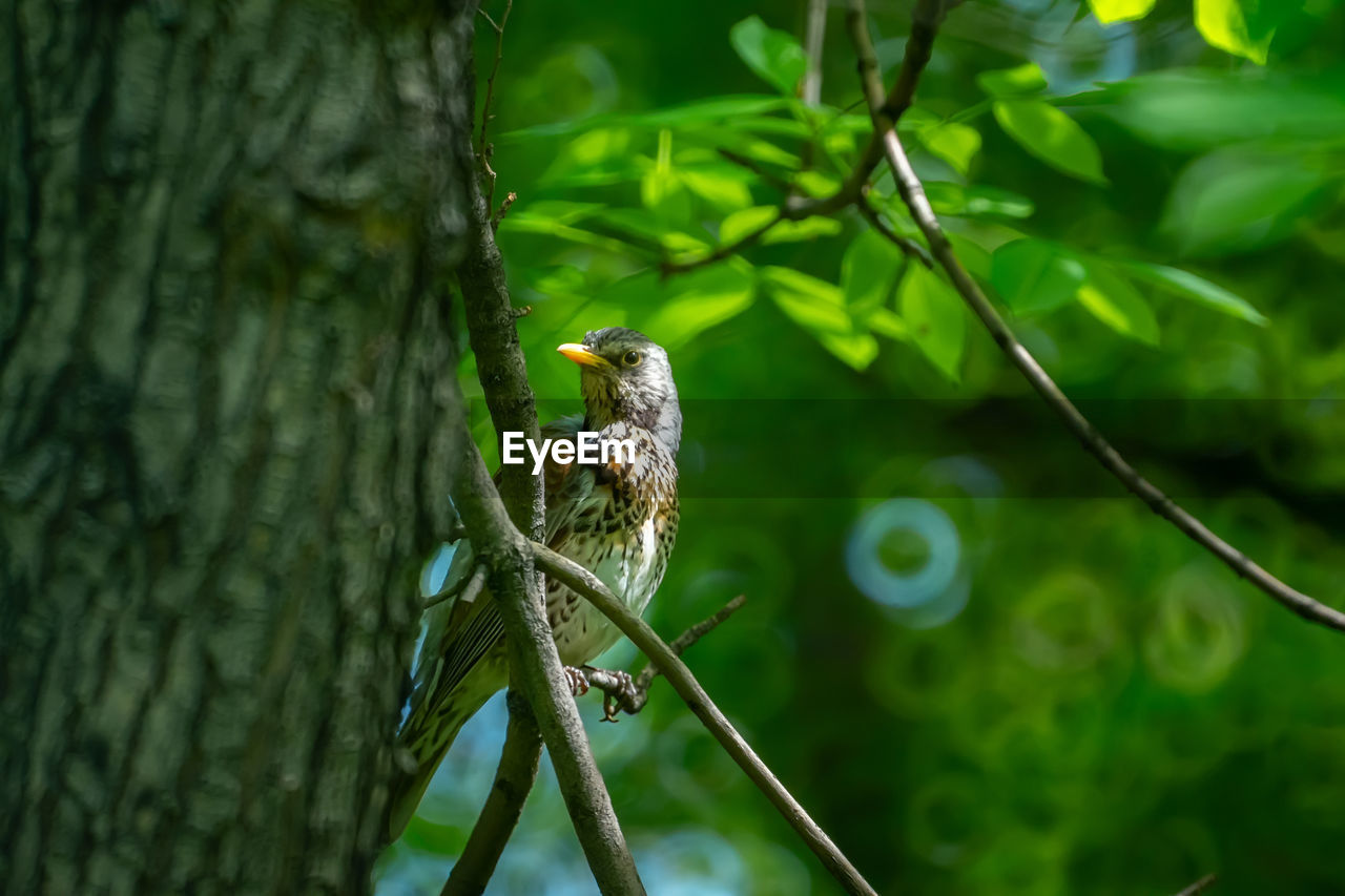 A nightingale is sitting on a branch against the background of green foliage of trees