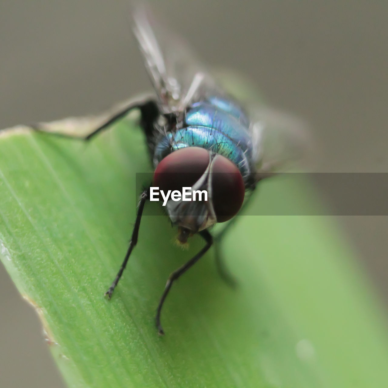 CLOSE-UP OF HOUSEFLY