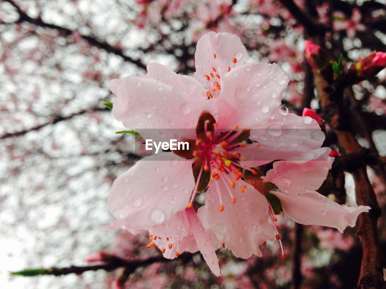 Close-up of pink flowers on branch