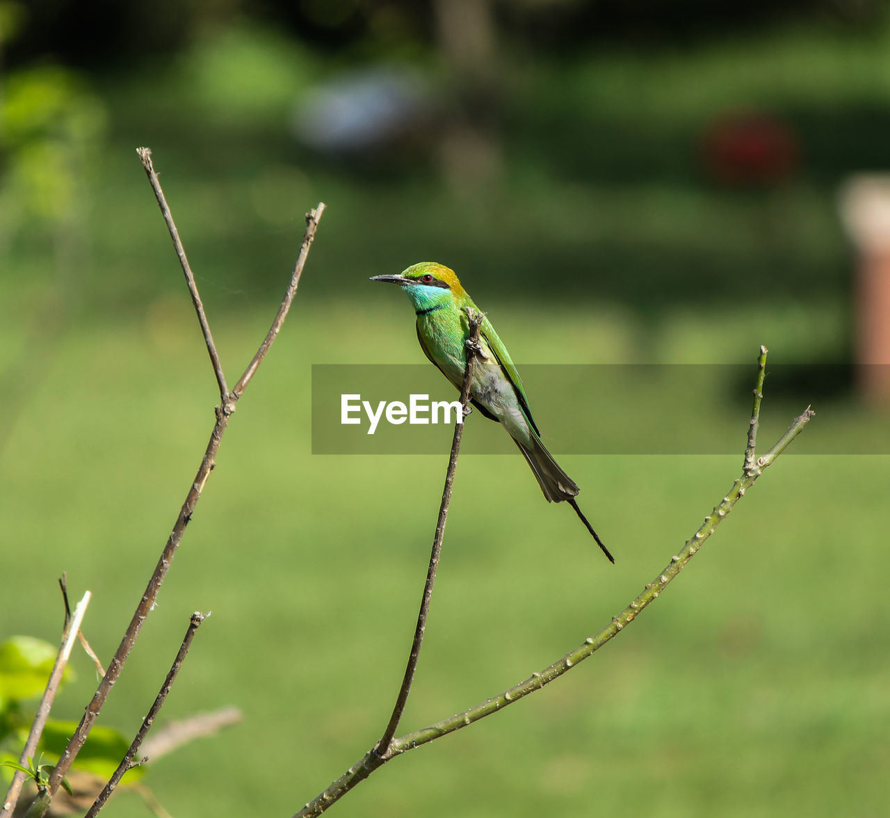 Close-up of bird perching on plant