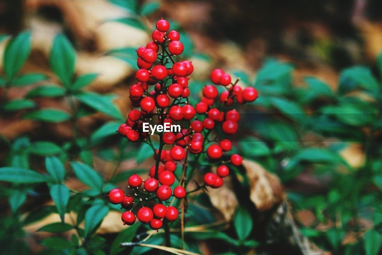 CLOSE-UP OF CHERRIES GROWING ON TREE