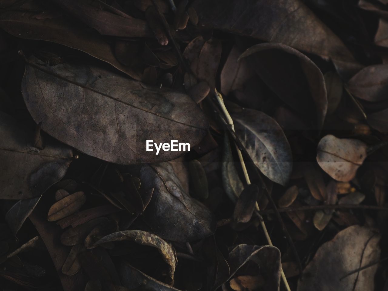 HIGH ANGLE VIEW OF DRY LEAVES ON LAND