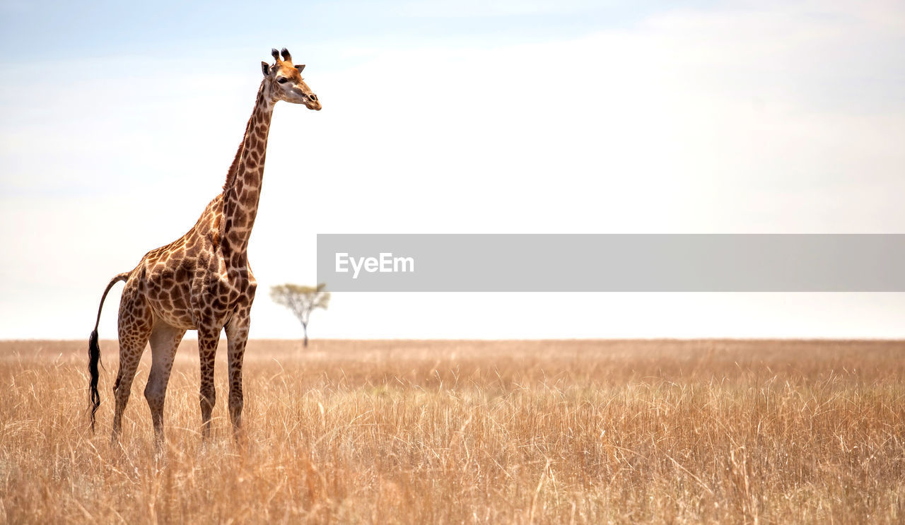 Giraffe standing on grassy field against sky