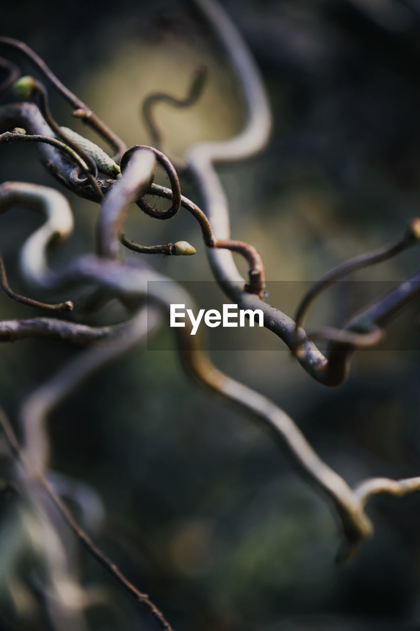 The Creative - 2019 EyeEm Awards Beautiful Beautiful Nature Curley Growth Nature Plant Tree Wonderful Beauty In Nature Beauty In Nature Branch Bud Close-up Curving Day Garden Nature No People Outdoors Plant Spring Springtime Wonderful Nature