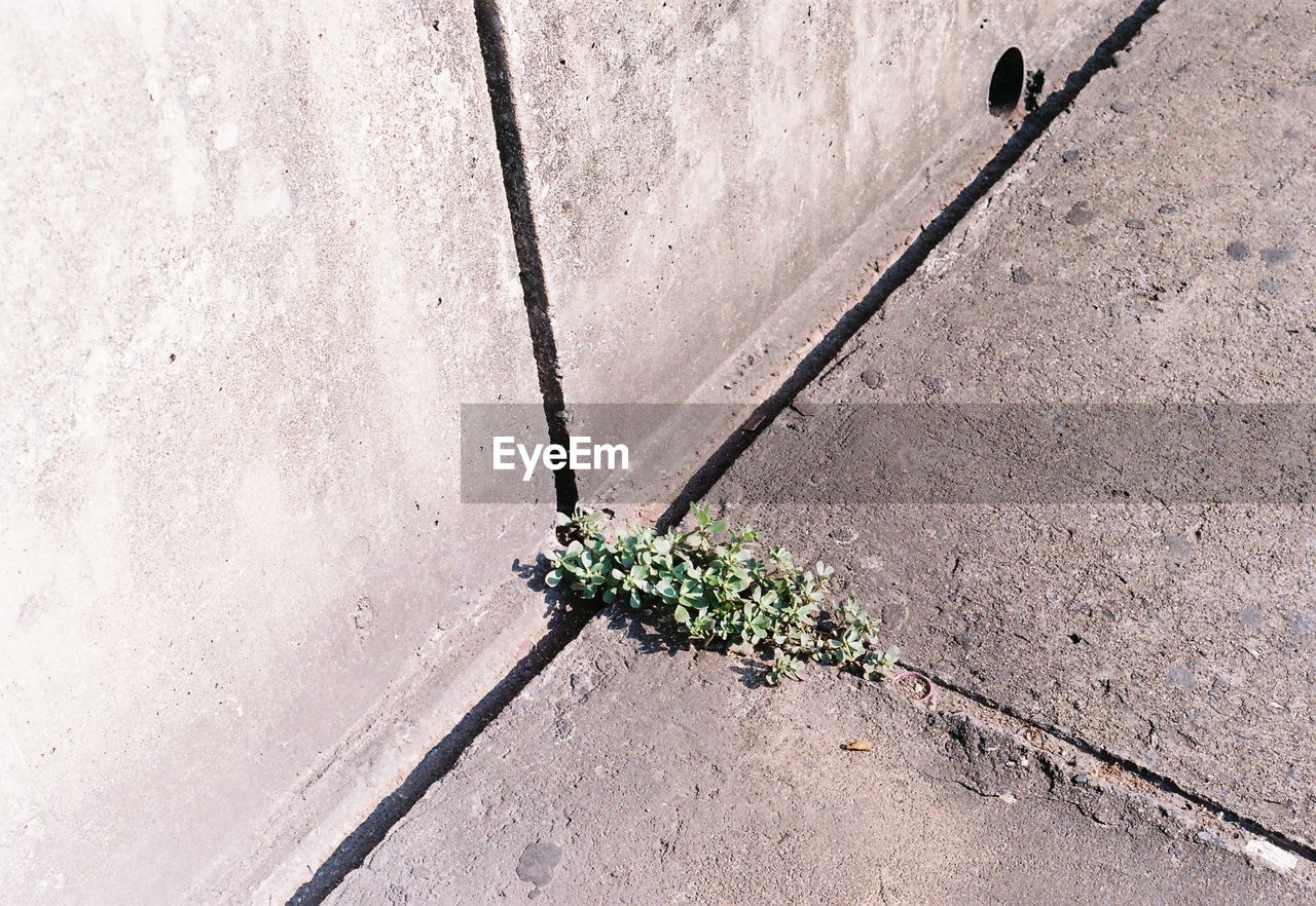 HIGH ANGLE VIEW OF PLANT GROWING ON FOOTPATH