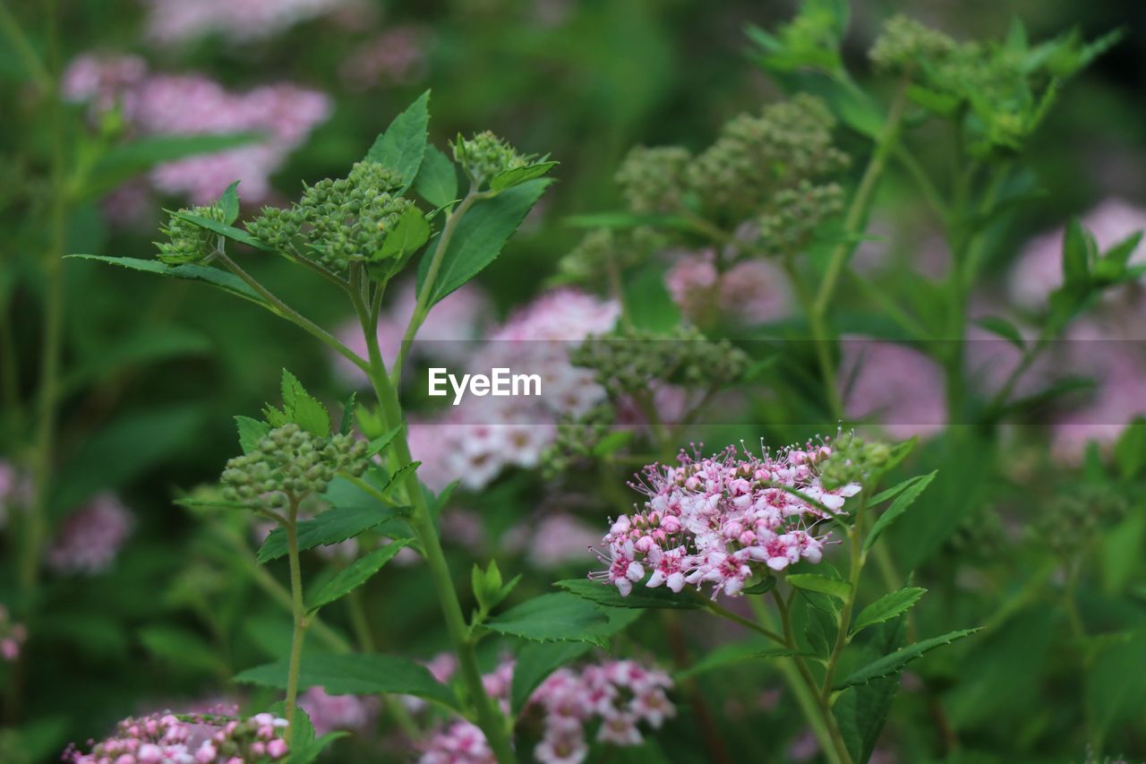 Close-up of pink flowering plant