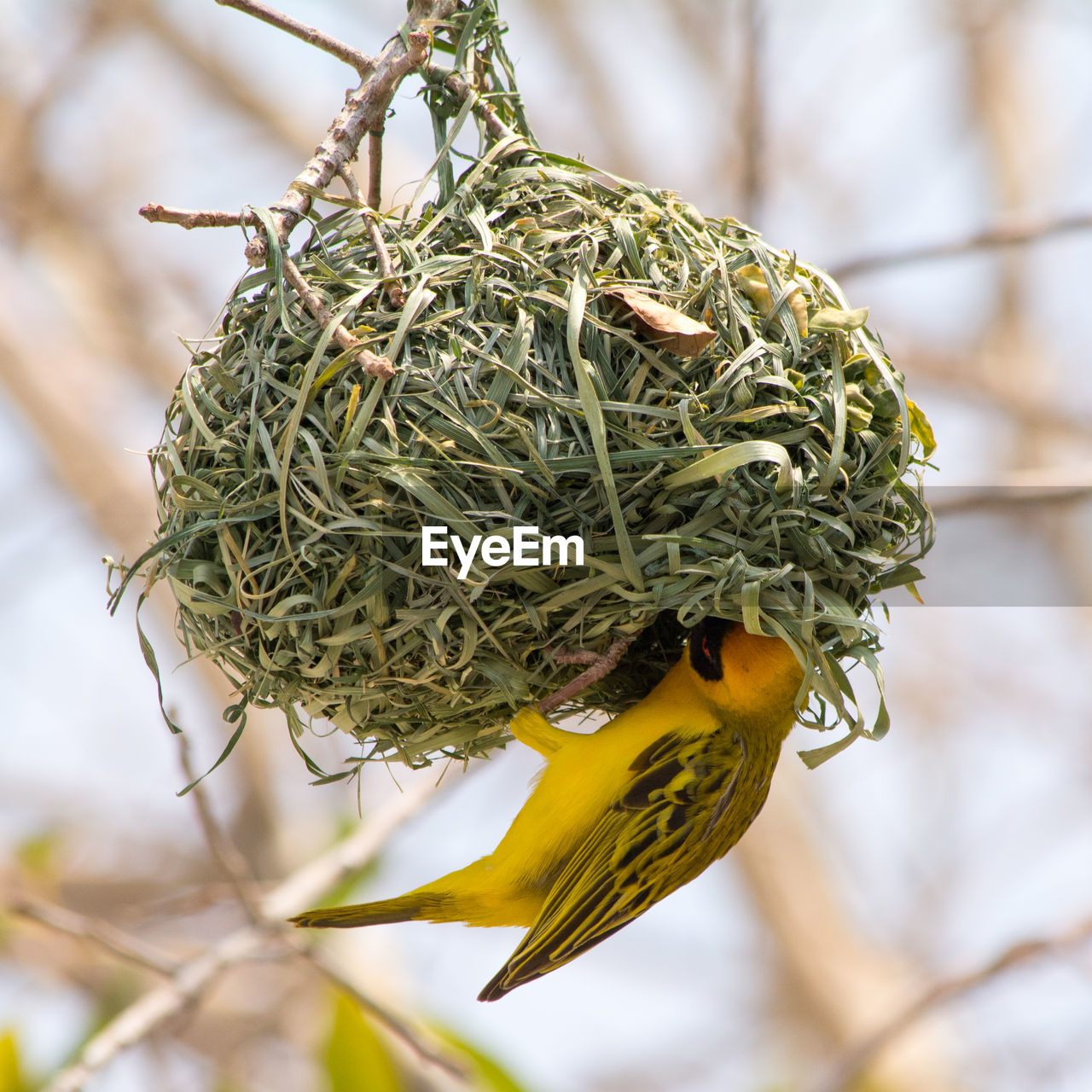 Yellow masked weaverbird building nest