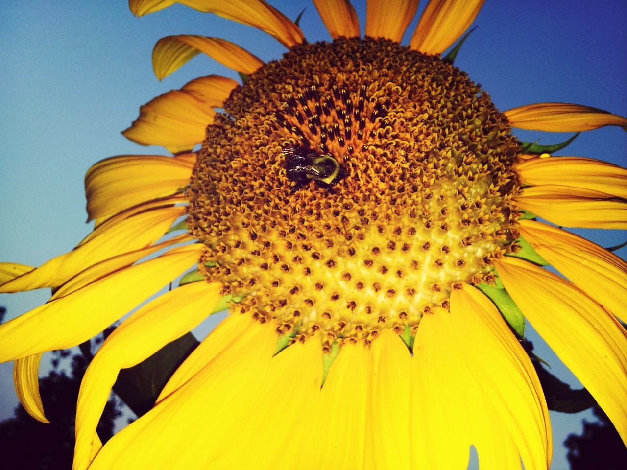 Close-up of insect on yellow flower