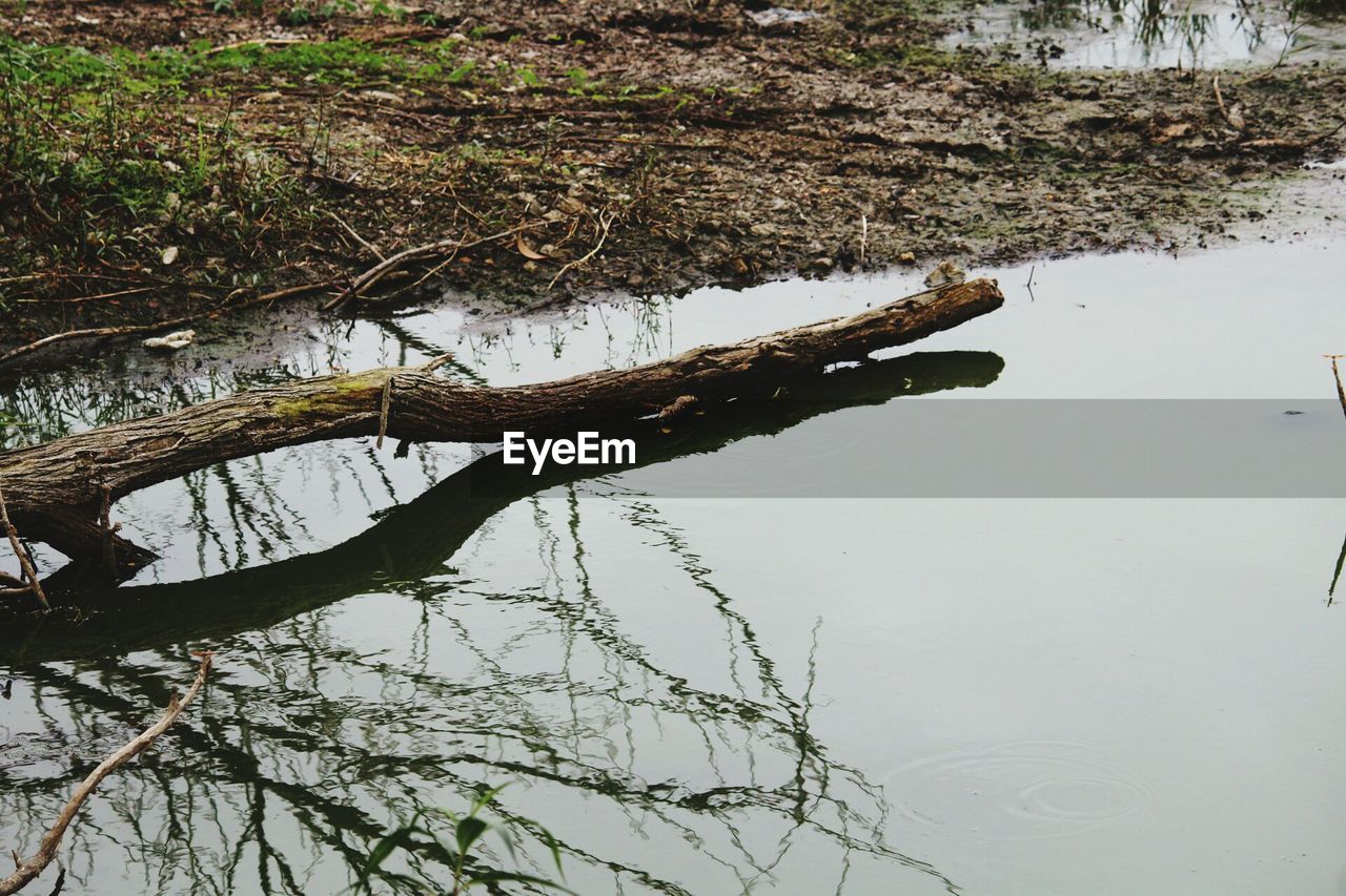 Reflection of trees in water