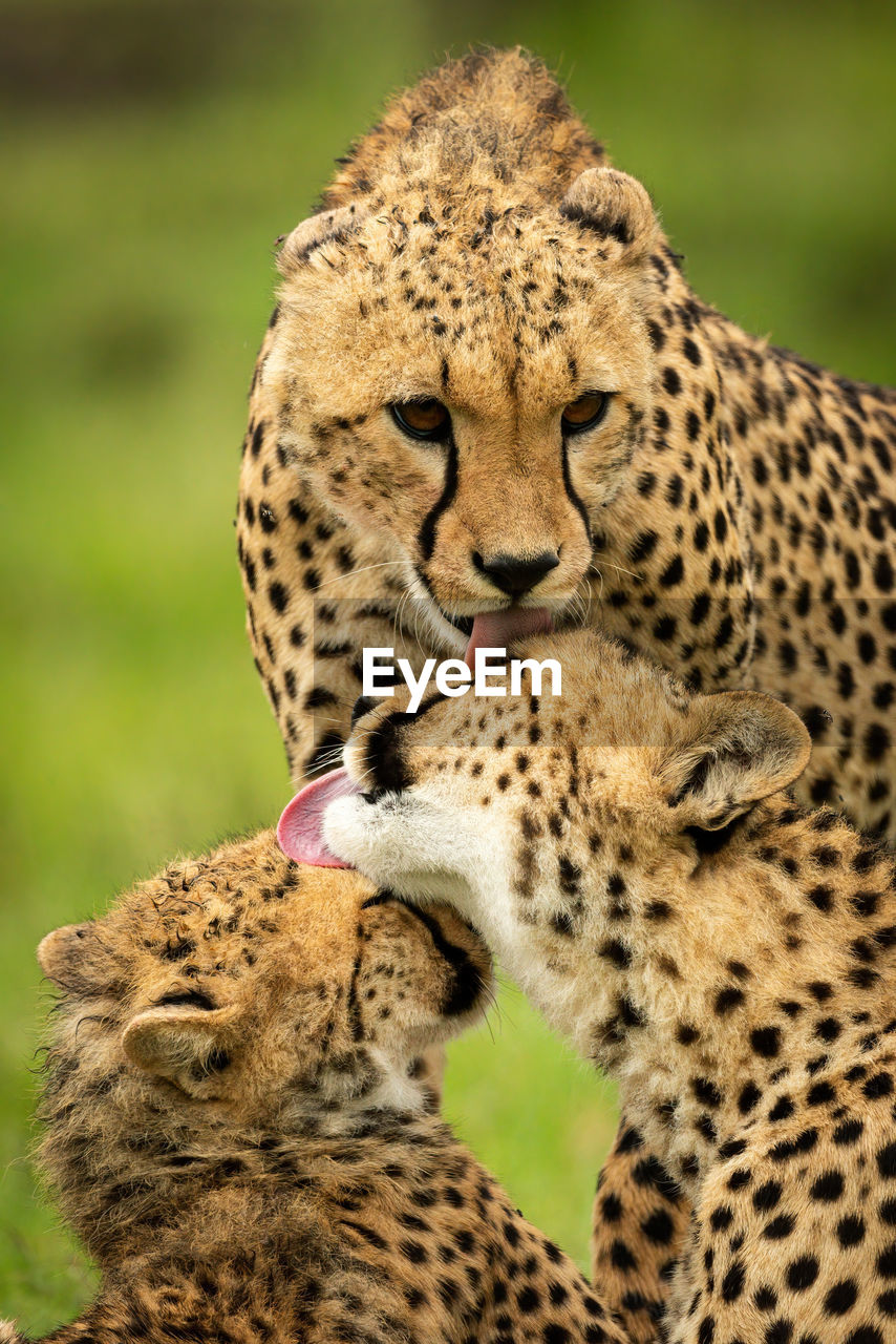 Close-up of three cheetahs grooming each other