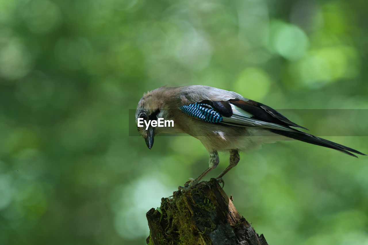 Close-up of bird perching on tree