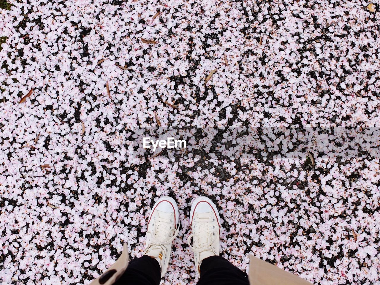 Low section of person standing on cherry blossom petals