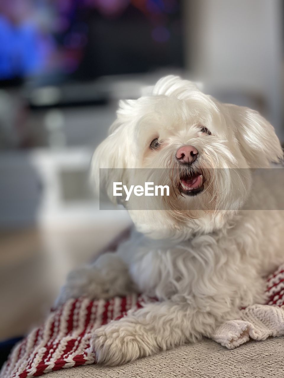 Close-up of a dog at home