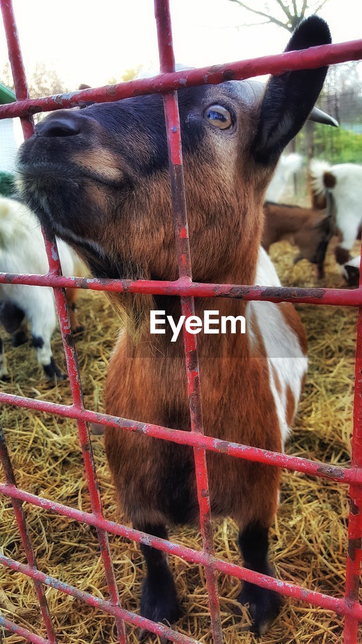 Close-up of kid goat in cage