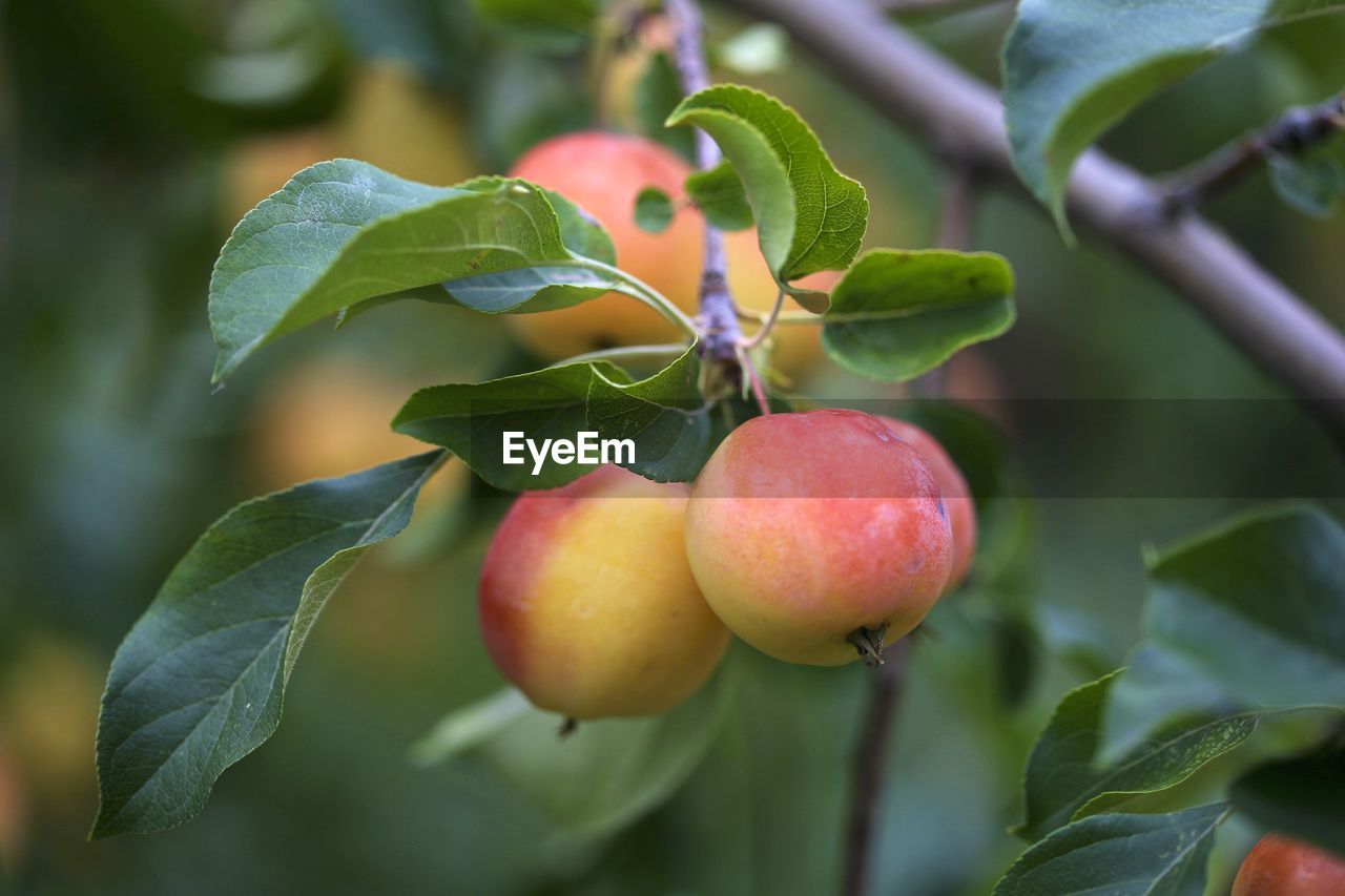 CLOSE-UP OF CHERRIES ON PLANT