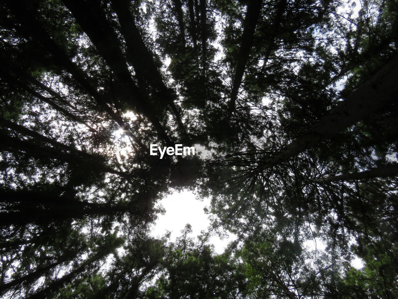 LOW ANGLE VIEW OF TREE TRUNKS IN FOREST