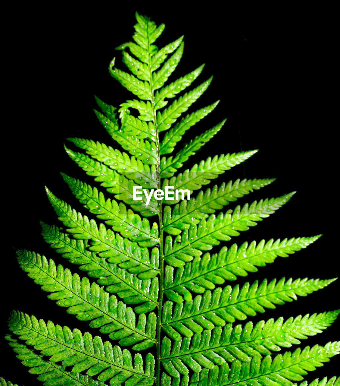 CLOSE-UP OF FERN LEAF