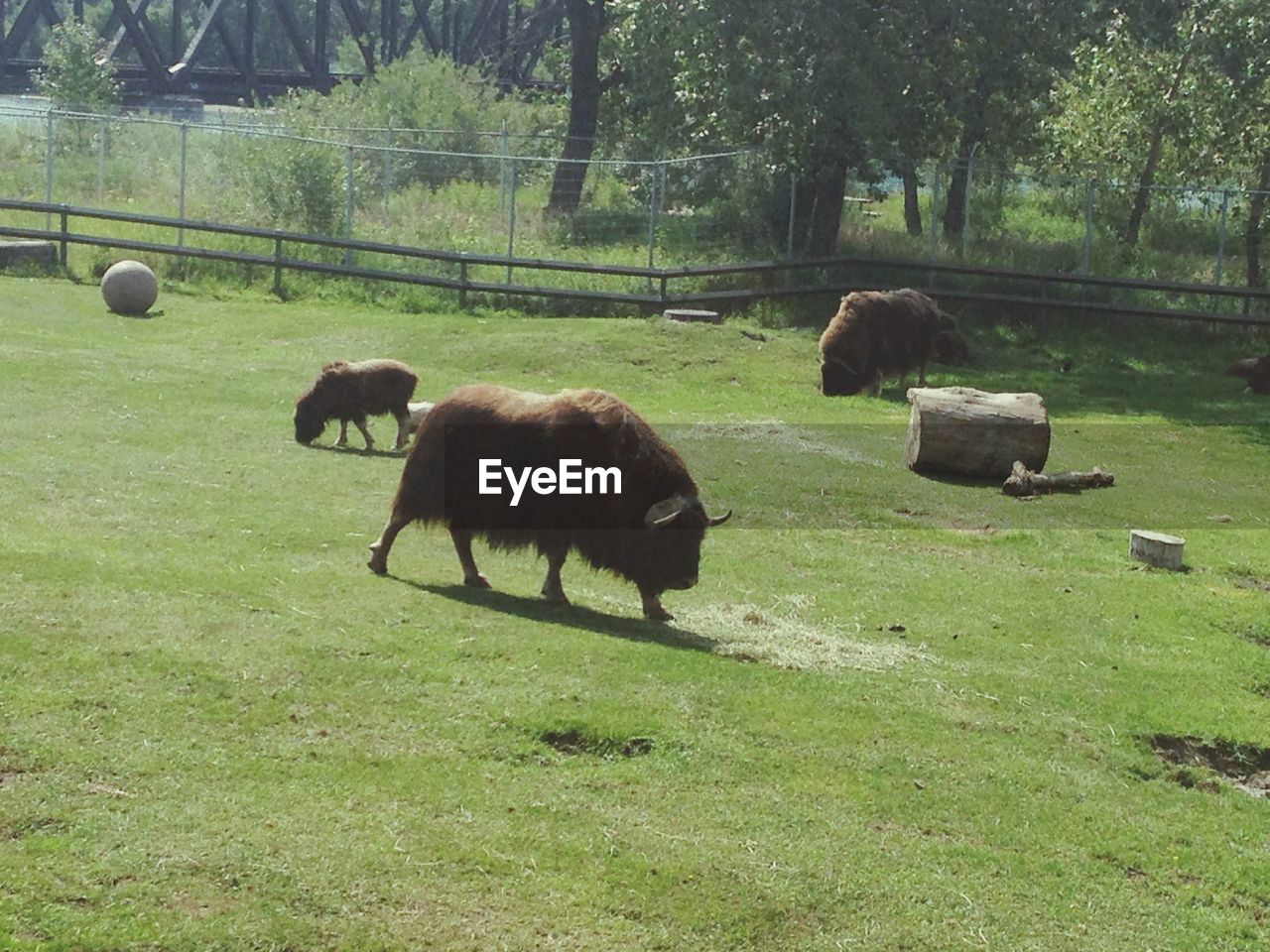 SHEEP GRAZING IN FIELD