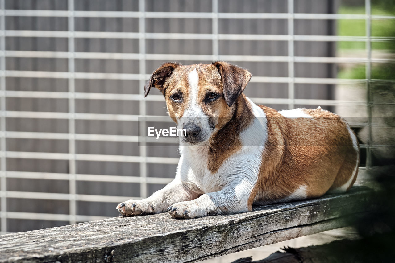 PORTRAIT OF A DOG