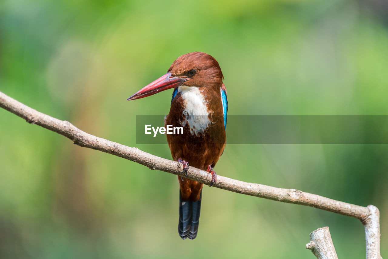 White-throated kingfisher perched	