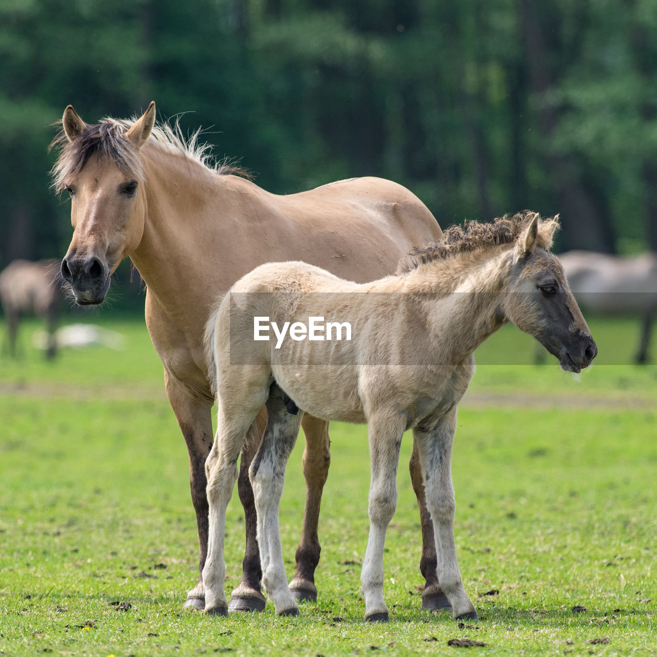 Horse standing with foal on field