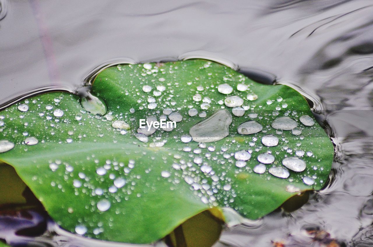 CLOSE-UP OF WET PLANT