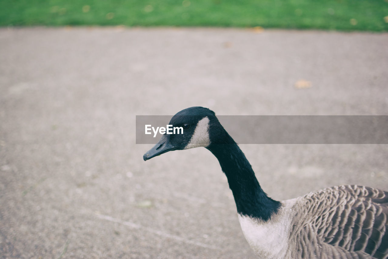 Close-up of canadian goose