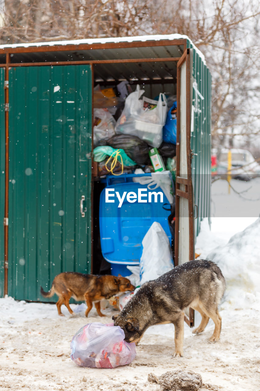 Two stray dogs take away garbage bags at winter day under snowfall