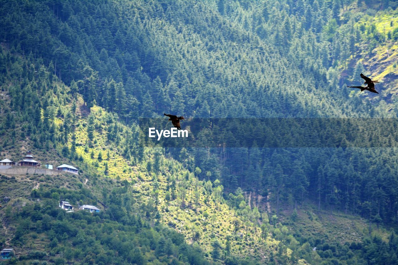 Bird flying over a forest