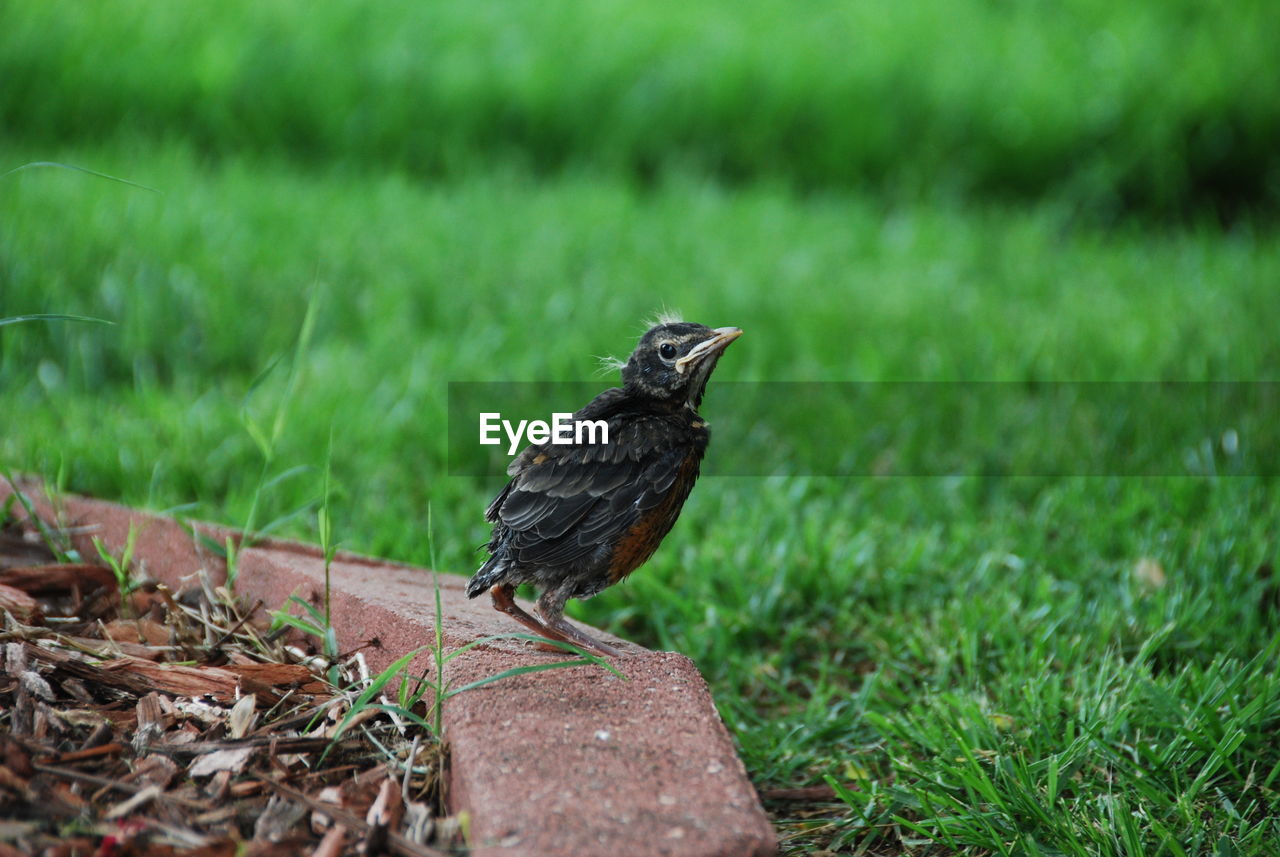 BIRD PERCHING ON A ROCK