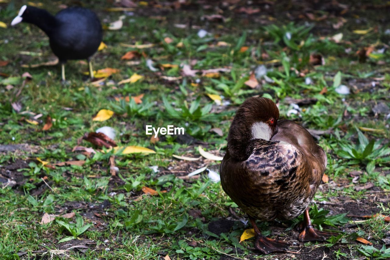 DUCKS ON FIELD