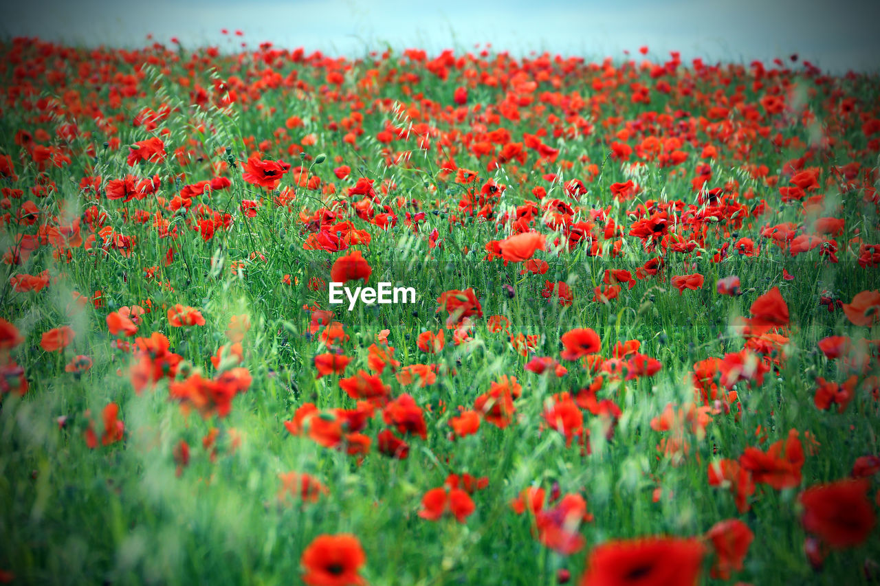 Close-up of poppies on field against sky