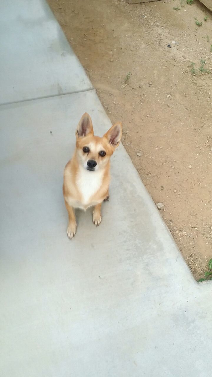 High angle view of dog sitting on footpath