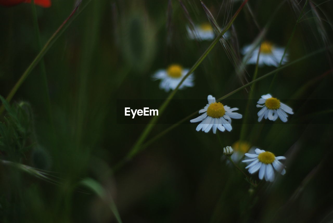 CLOSE-UP OF WHITE FLOWERING PLANTS ON LAND