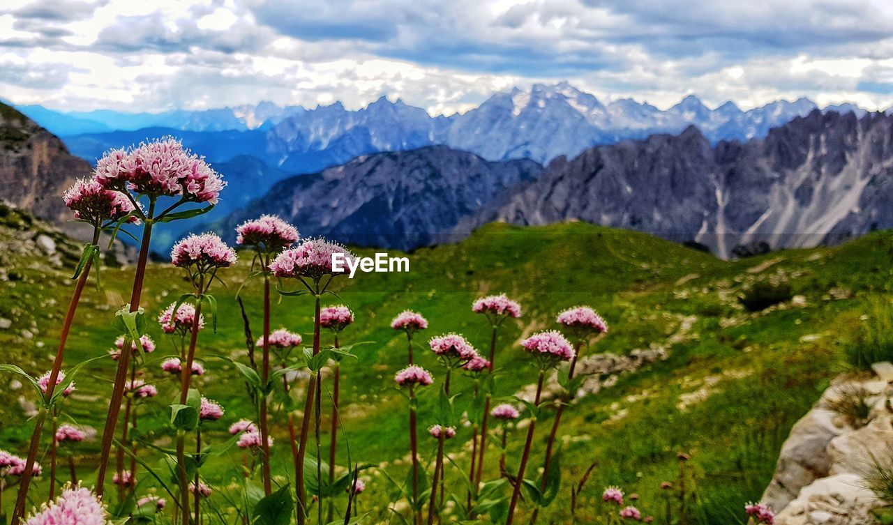 Pink flowering plants on field against mountains