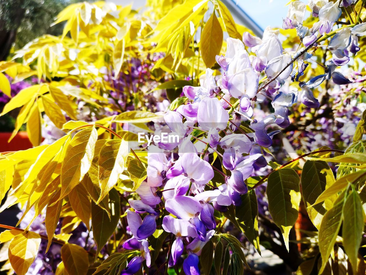 Close-up of purple flowering plants