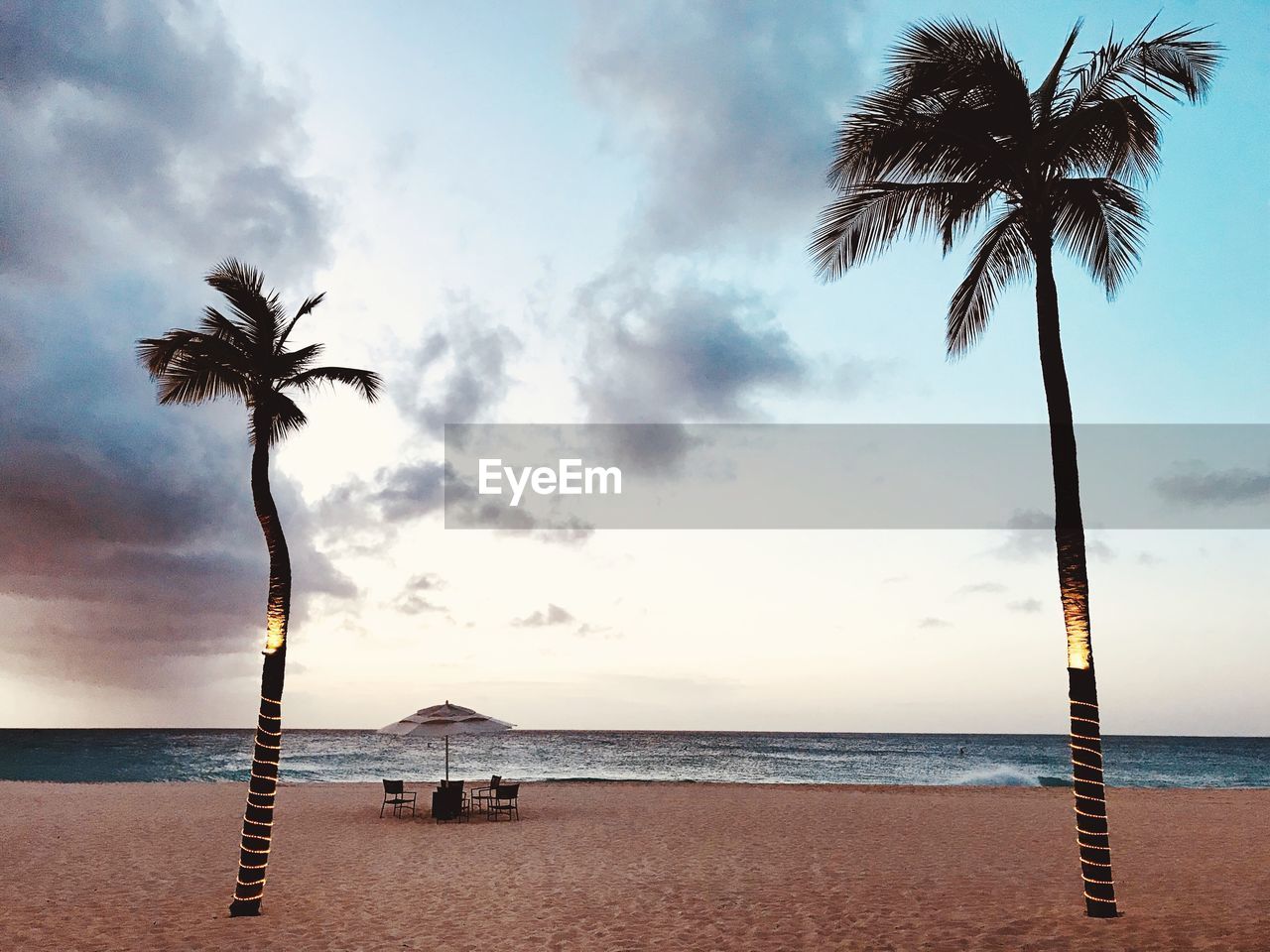 Palm tree on beach against sky