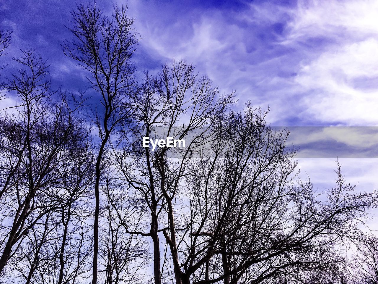 LOW ANGLE VIEW OF BARE TREES AGAINST SKY