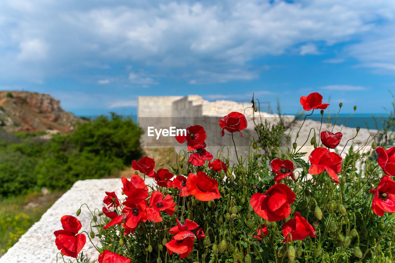 CLOSE-UP OF RED POPPY FLOWERS