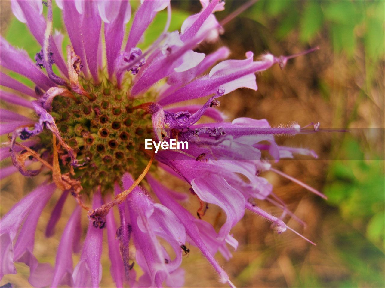 CLOSE-UP OF BUMBLEBEE ON FLOWER