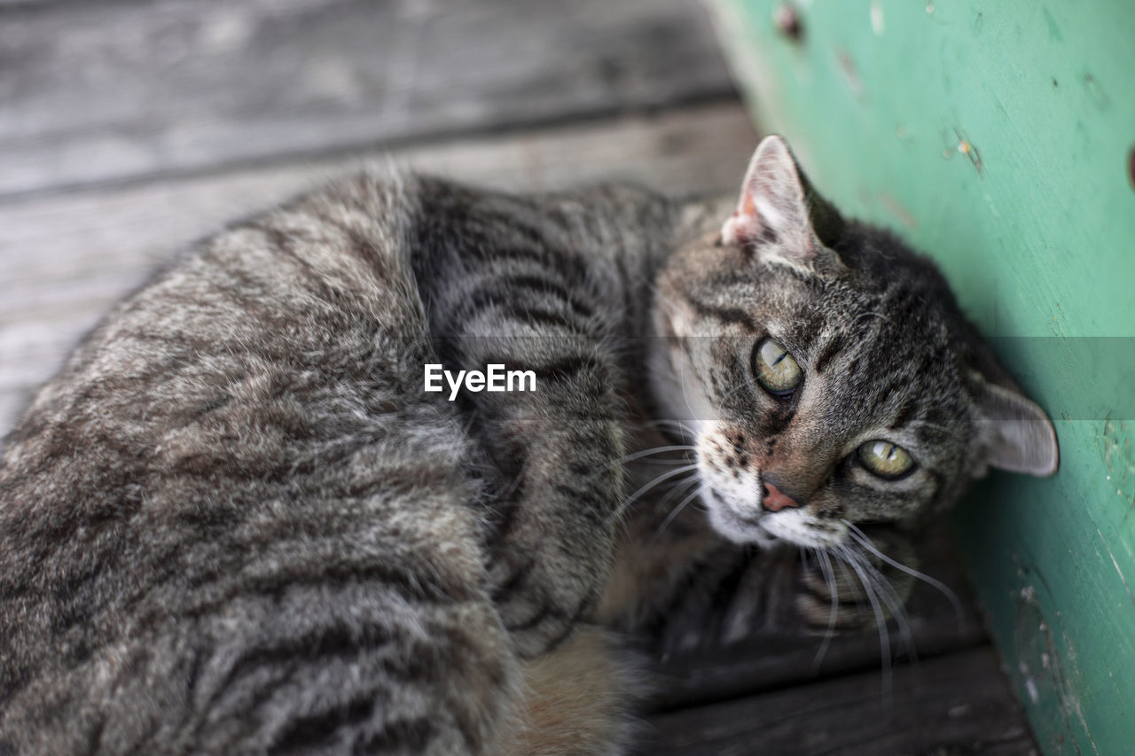 CLOSE-UP OF CAT LYING DOWN