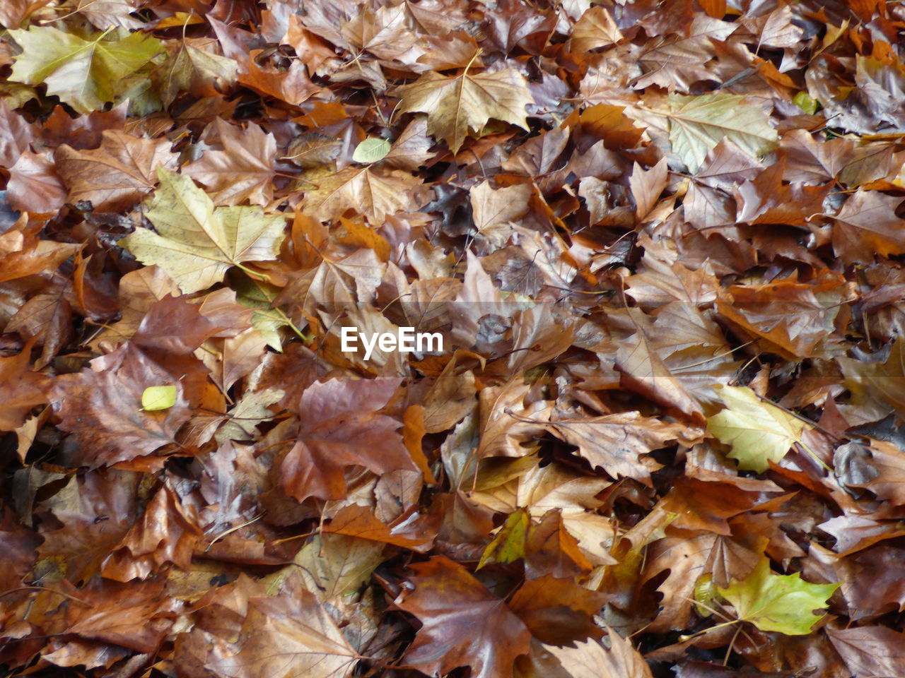 Full frame image of dry leaves on field