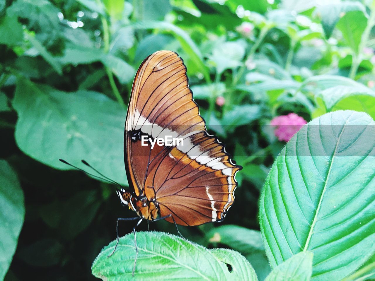 Butterfly perching on leaf