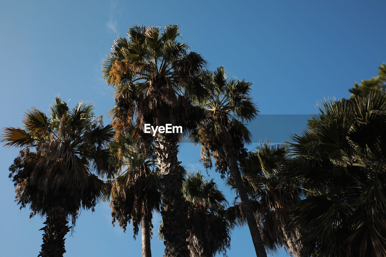 Low angle view of coconut palm trees against clear blue sky