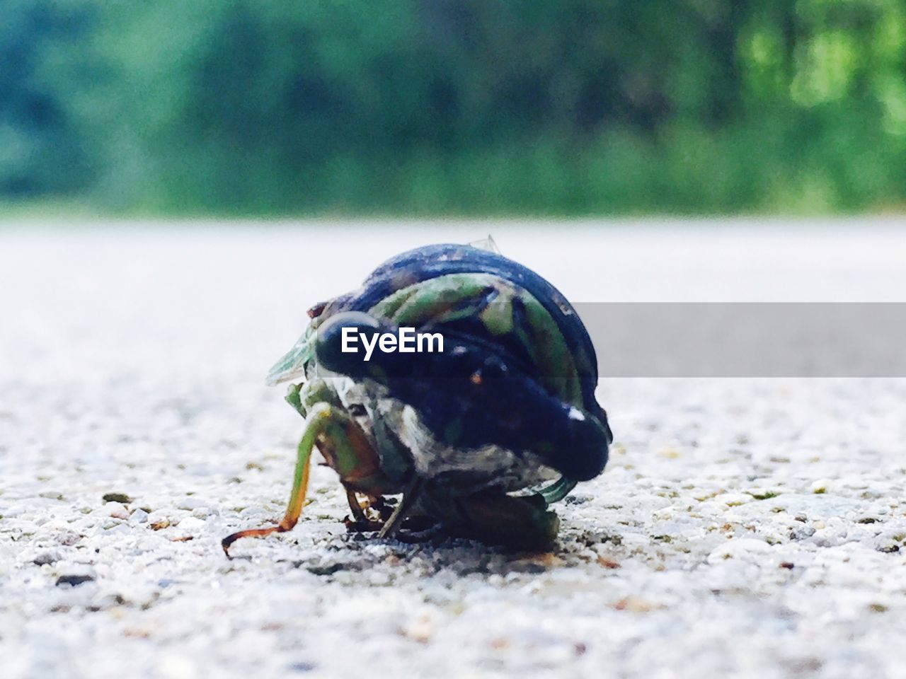 Close-up of cicada on road